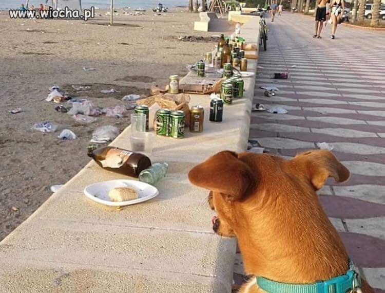 A psom na plaże wstęp wzbroniony