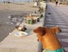 A psom na plaże wstęp wzbroniony