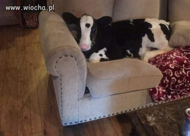 Uważaj kiedy przygarniasz pieska