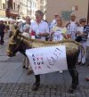 Ubrał osła,obraził prezydenta.