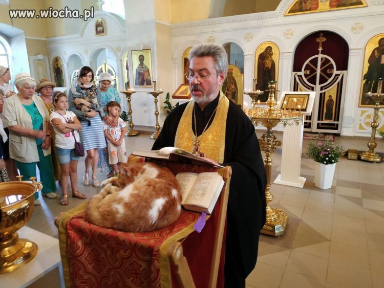 Kot ministrant do tego leniwy