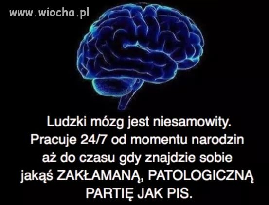 Ludzki mózg
