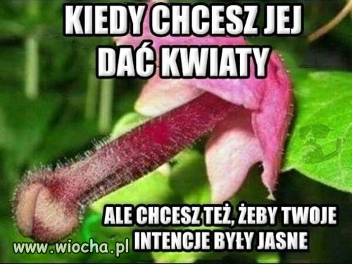 Intencje