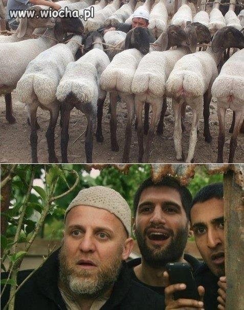 Export do Niemiec 