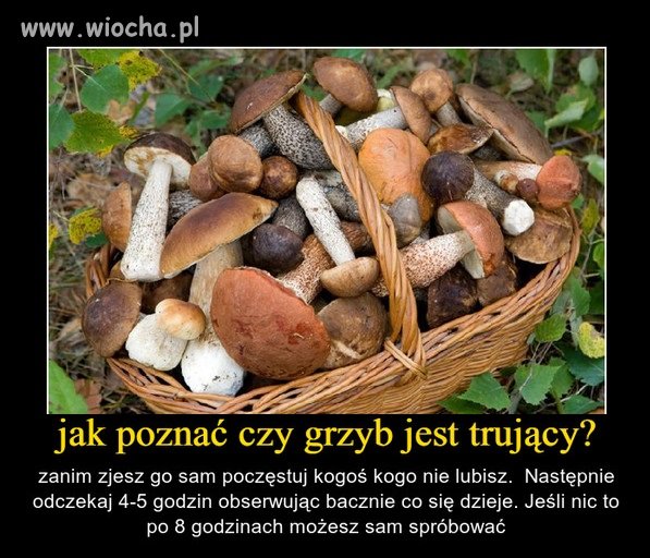 Czy grzyb jest trujący?
