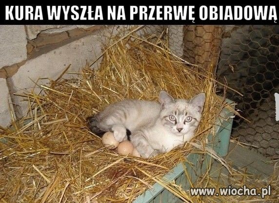 Zastępstwo