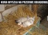 Zastępstwo
