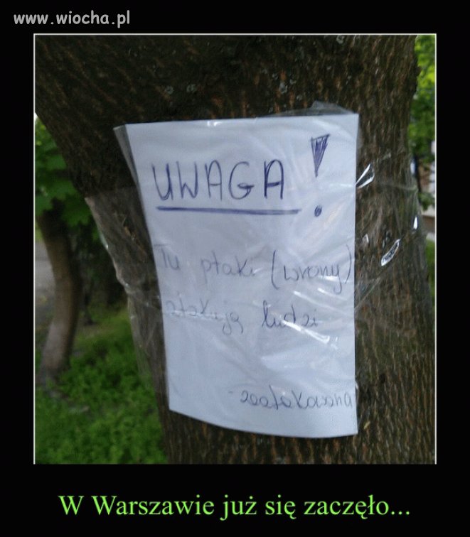 Prawie jak u Hitchcocka