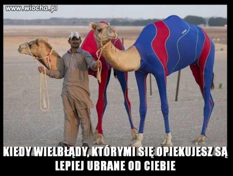 - Ahmed idź z wielblądami na basen.