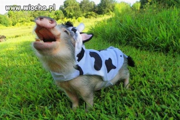 Uauuu...