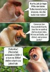 Większość internetowych troli