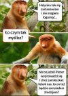 Przemyślenia Janusza 