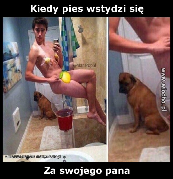 Kiedy pies wstydzi się