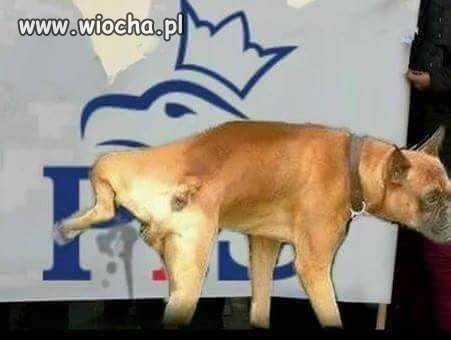 Mądra psina