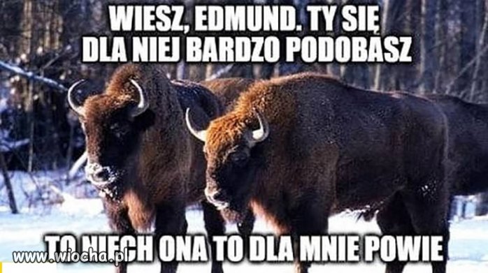 Tymczasem na Podlasiu...