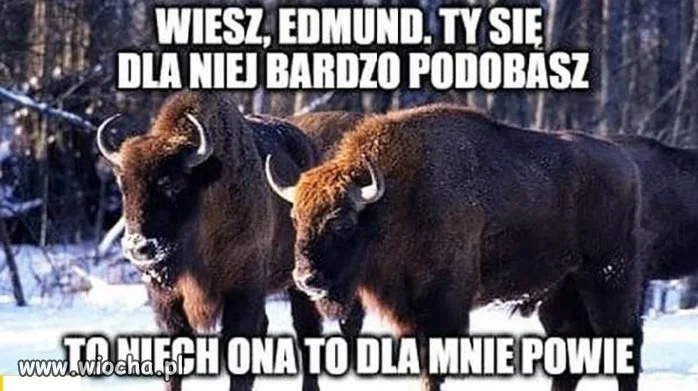 Tymczasem na Podlasiu...