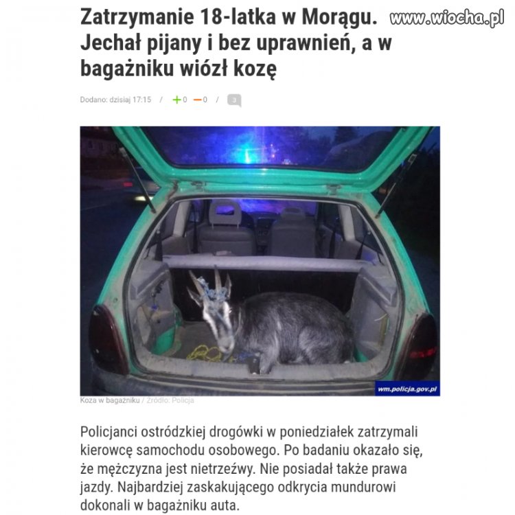 Porwał Koziołka Matołka 