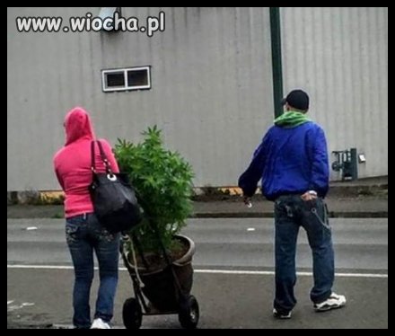 Na choinkę mi to nie wygląda 
