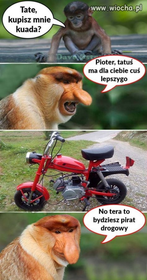 Pioter chciał kuada