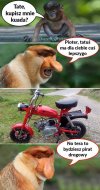 Pioter chciał kuada