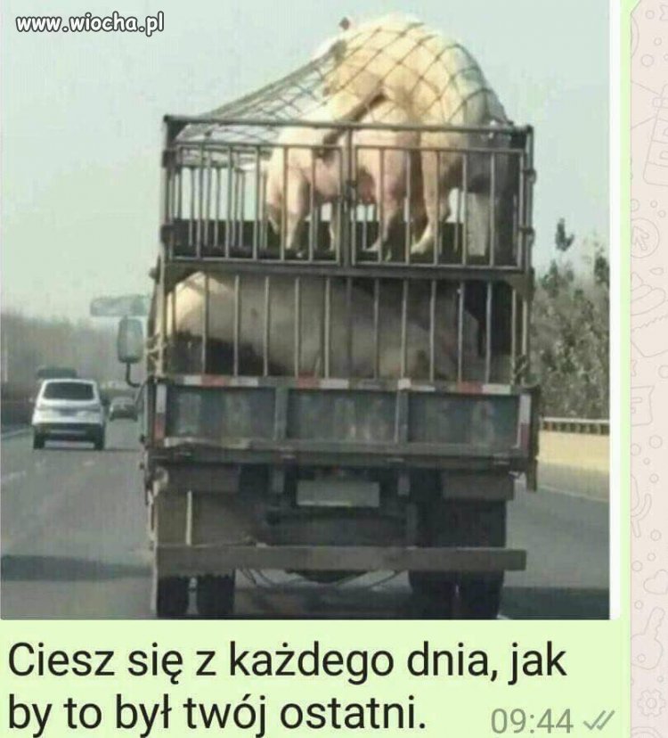 Świnie w miejscu publicznym