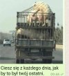 Świnie w miejscu publicznym