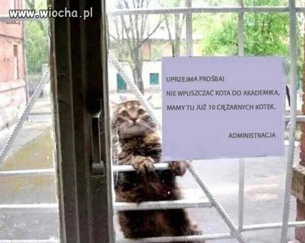 A to ci kotek