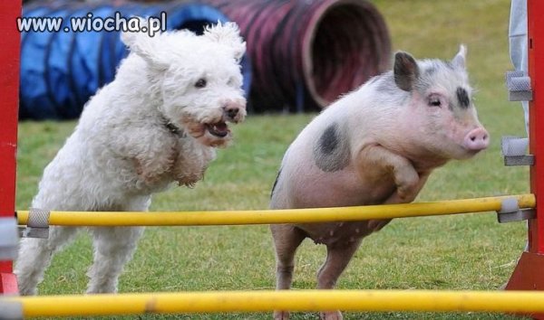 Kto wygra?