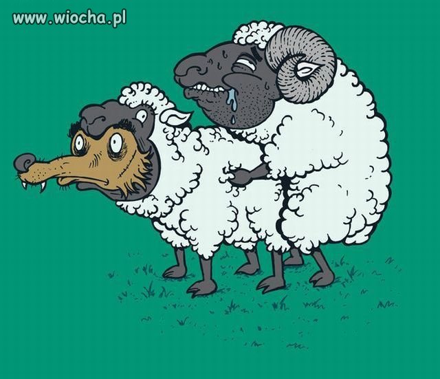 Niespodzianka dla Wolfa ...