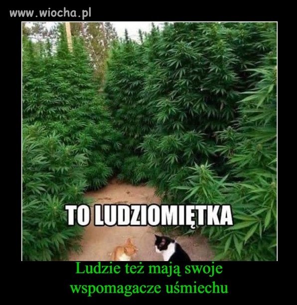 Ludziomiętka