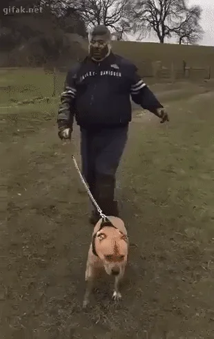 Pies wyprowadził pana na spacer.