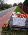 Pan Mirek woli rozdać je przypadkowym ludziom 