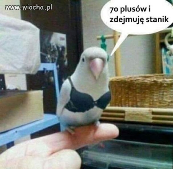 Bez kitu!