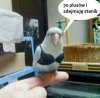 Bez kitu!