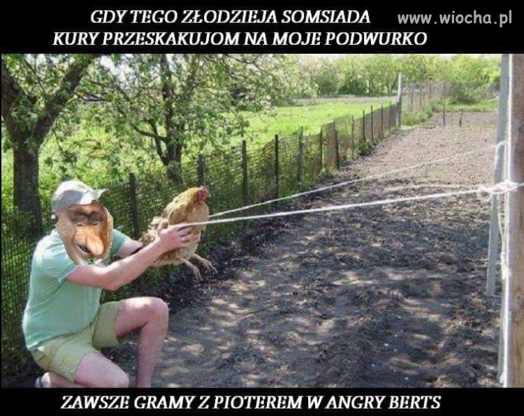 "Angry Berts Janusza i Piotera"