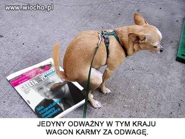 Dobrze trafił