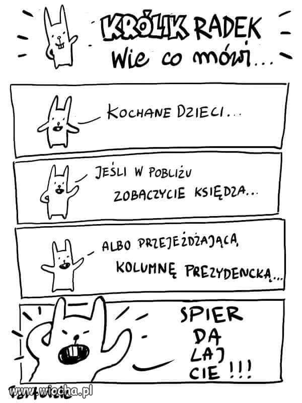 Królik