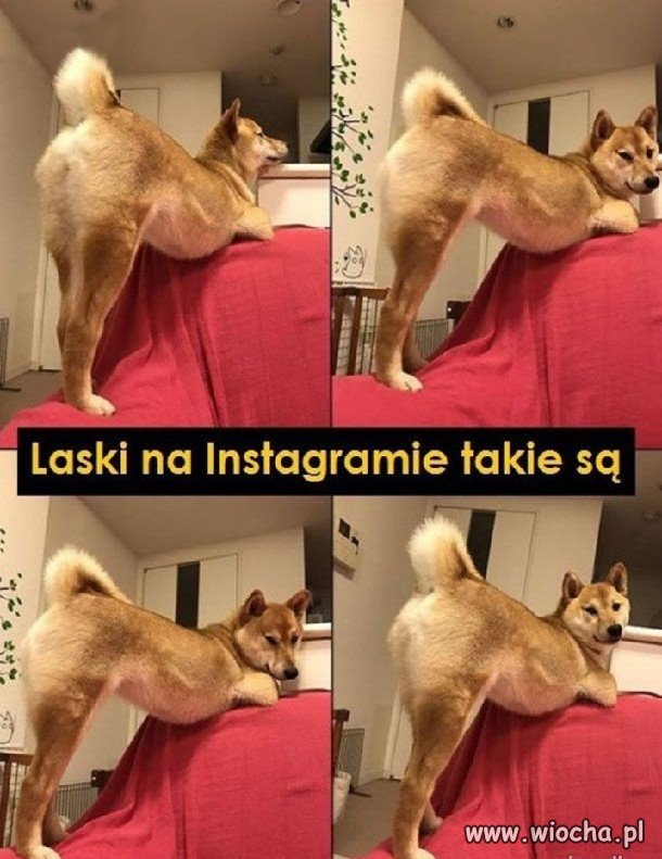 Laski na Instagramie