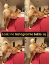 Laski na Instagramie