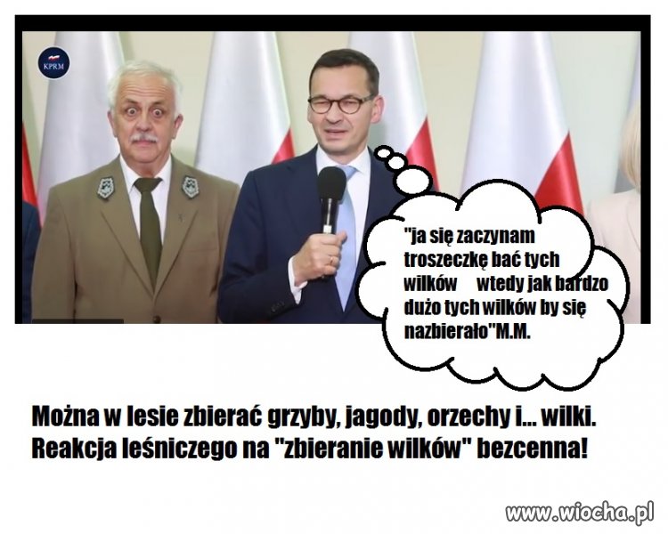 Miszcz zbierania wilków