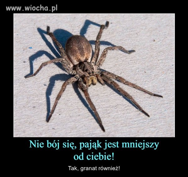 Dobry argument osób z arachnofobią