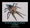 Dobry argument osób z arachnofobią