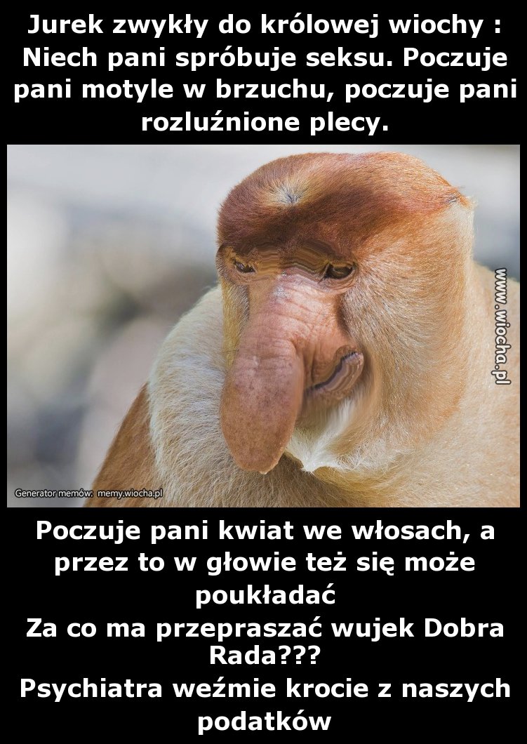 Jurek zwykły do królowej wiochy 