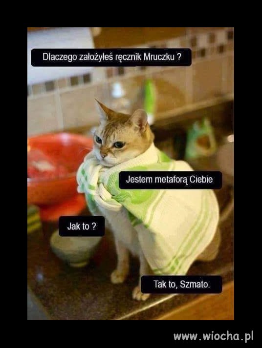 Kocia...