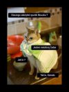 Kocia...