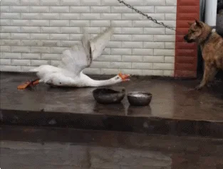 W ataku.