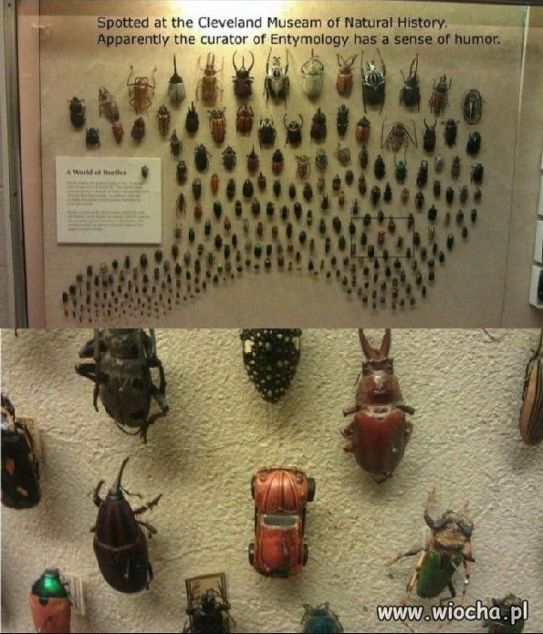 Muzeum Żuków