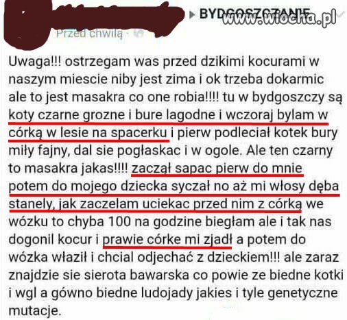 Koty ludojady