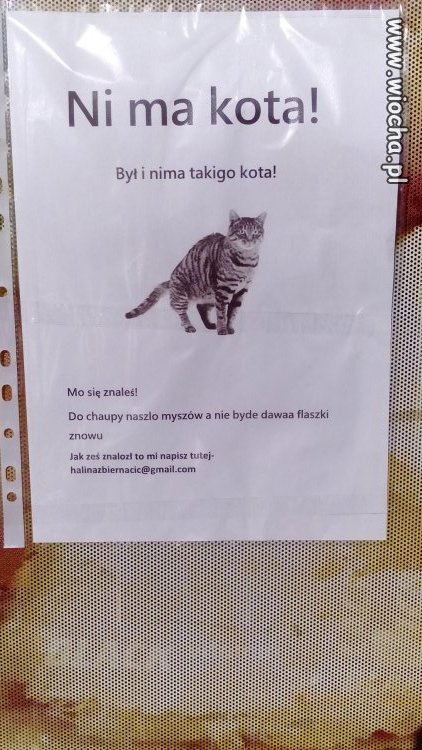 Ni ma kota 