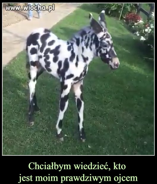Czyżby dalmatyńczyk?